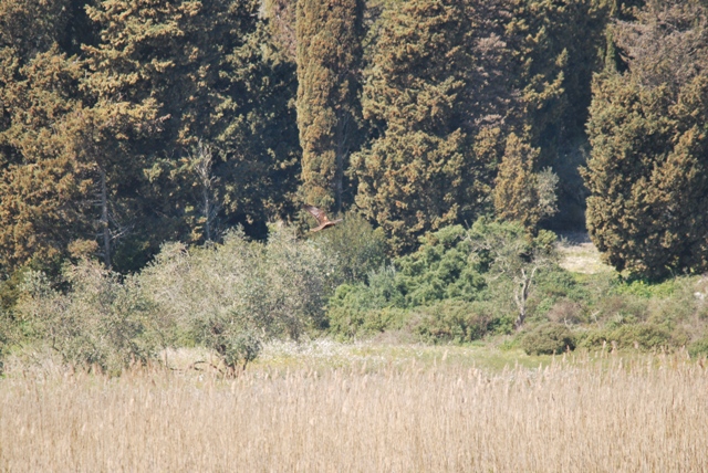 falchi di palude a Otranto